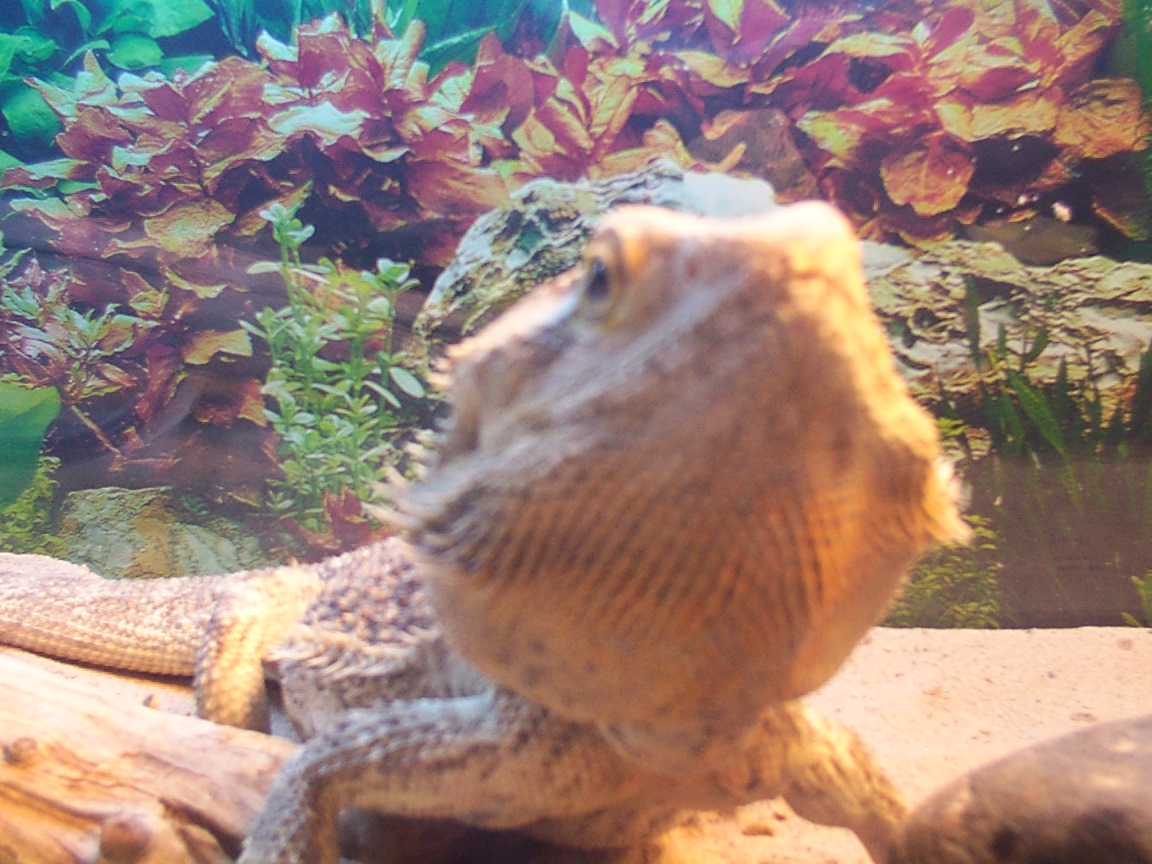 big spikey 2