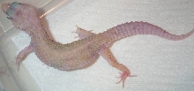 Updated Pic of Powder