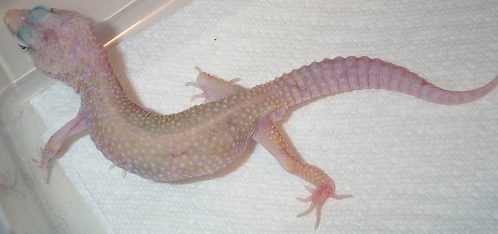 Updated Pic of Powder