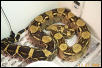 Boa Constrictor