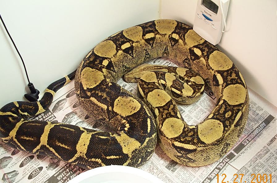 Boa Constrictor