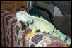 Green Iguana