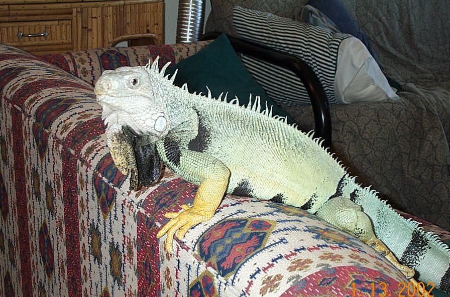 Green Iguana