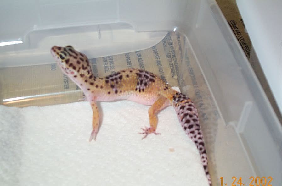 Female 3