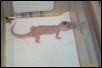 Male 3
