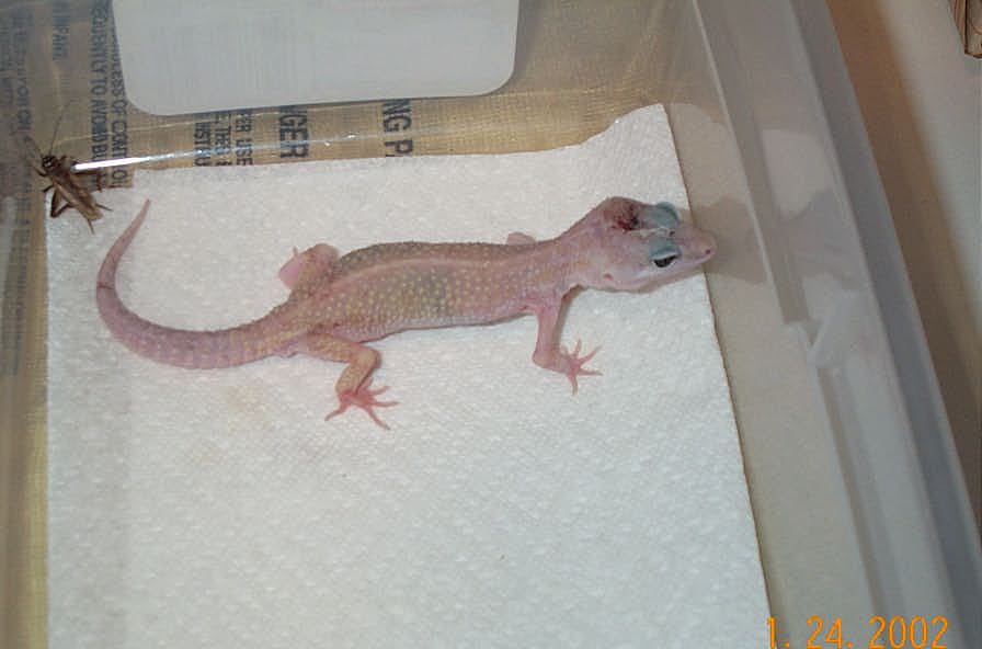 Male 3