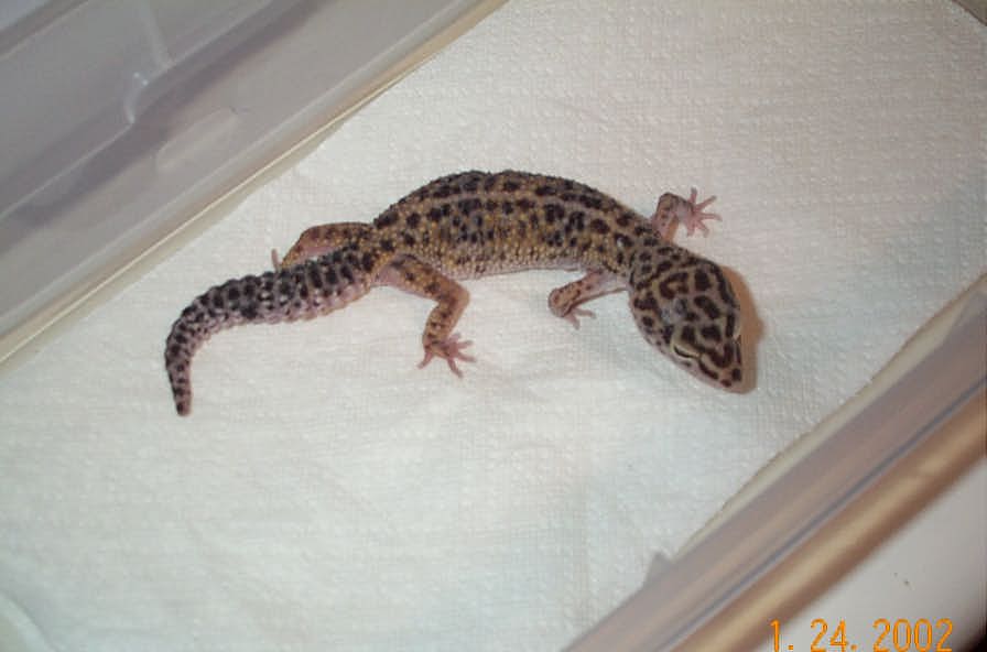 Female 2