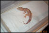 Leo Male 1