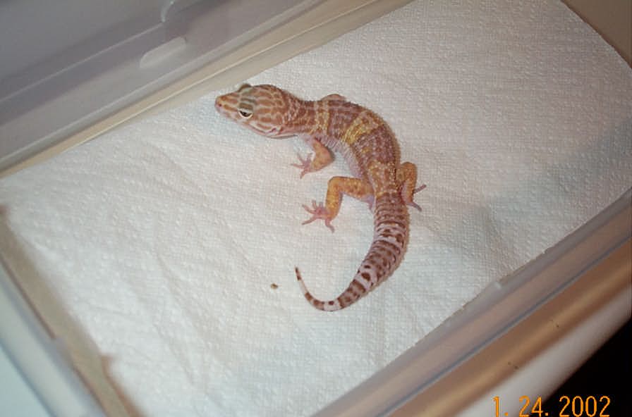 Leo Male 1