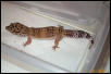 Leo Male 2