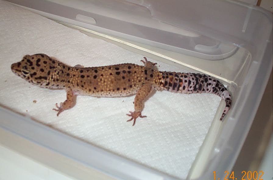 Leo Male 2