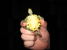 Yellow belly