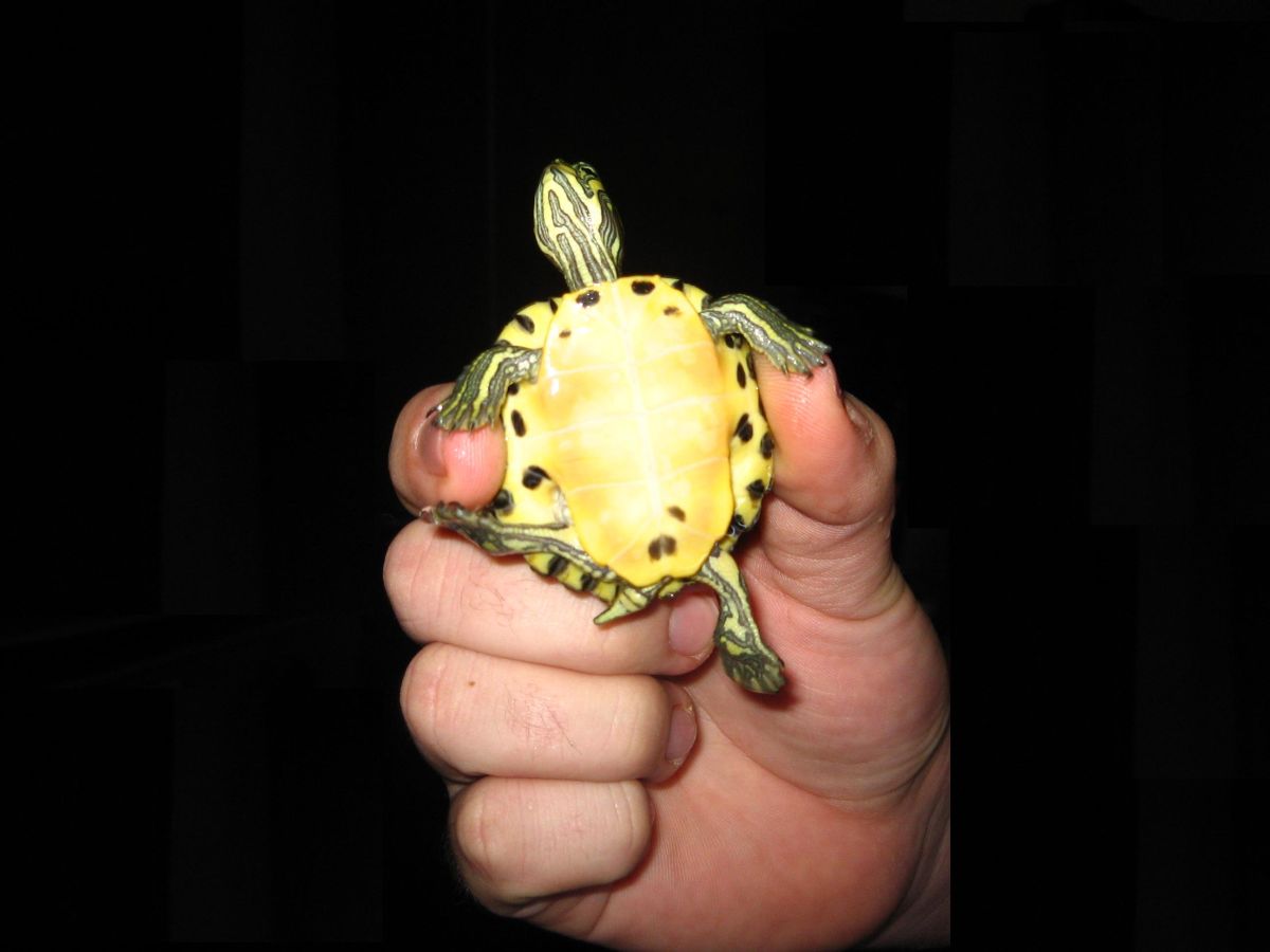 Yellow belly