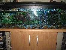 YELLO BELLY AND MAP TANK