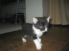 what kind of kitten is this? Kitten