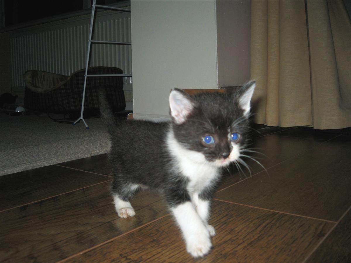 what kind of kitten is this? Kitten
