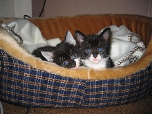 Litte babys