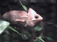 Chin edema