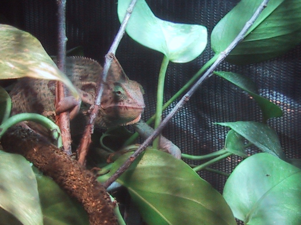 Gravid Sunshine in new cage