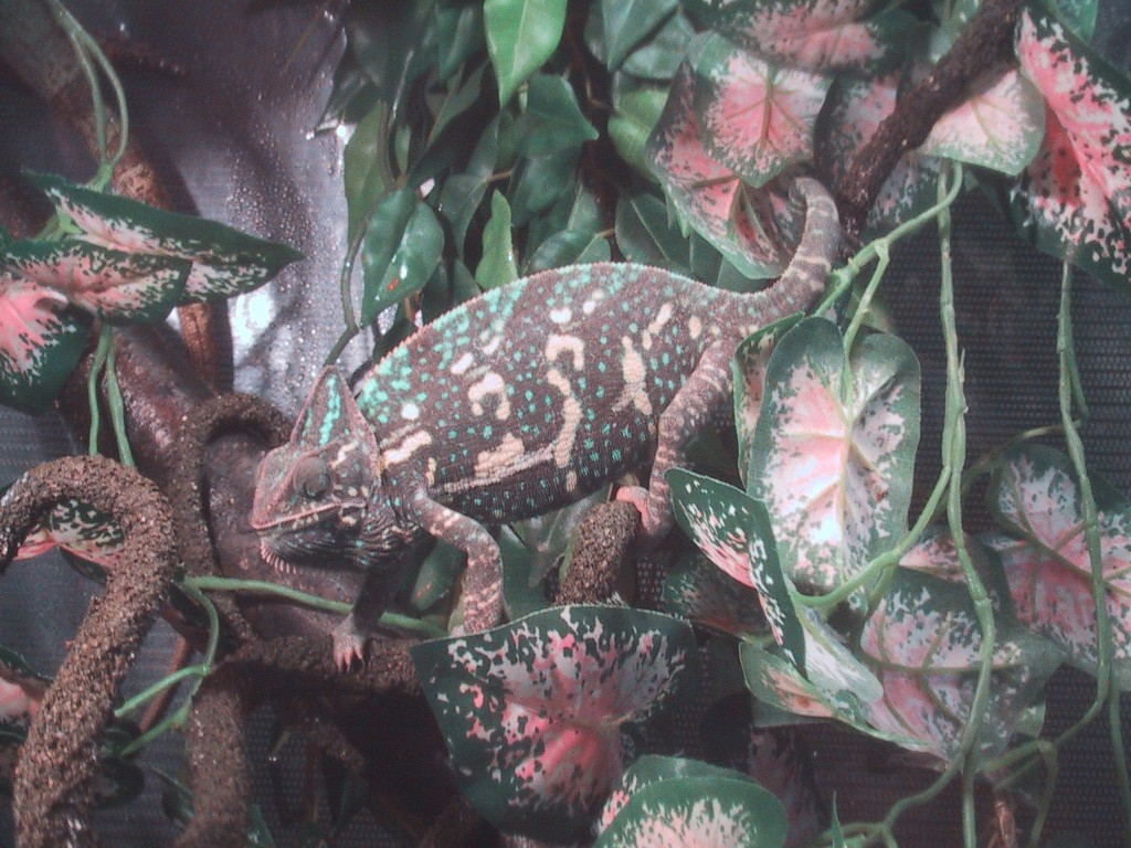 gravid Sunshine
