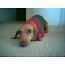 Roux in his Christmas sweater