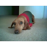 Roux in his Christmas sweater