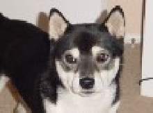 Yoshi