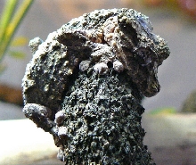 pietschmanni