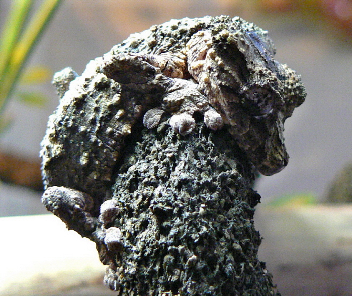 pietschmanni