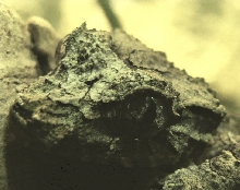 uroplatus pietschmanni