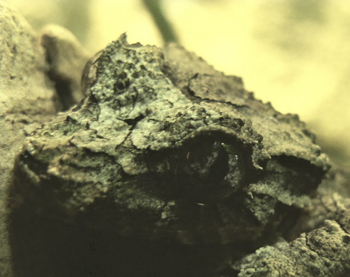 uroplatus pietschmanni