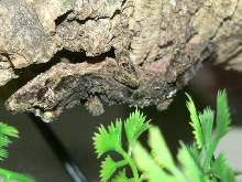 Uroplatus pietschmanni