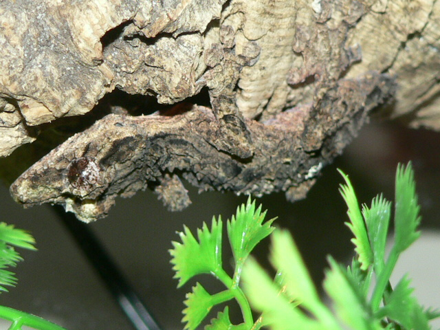 Uroplatus pietschmanni