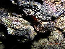 uroplatus pietschmanni