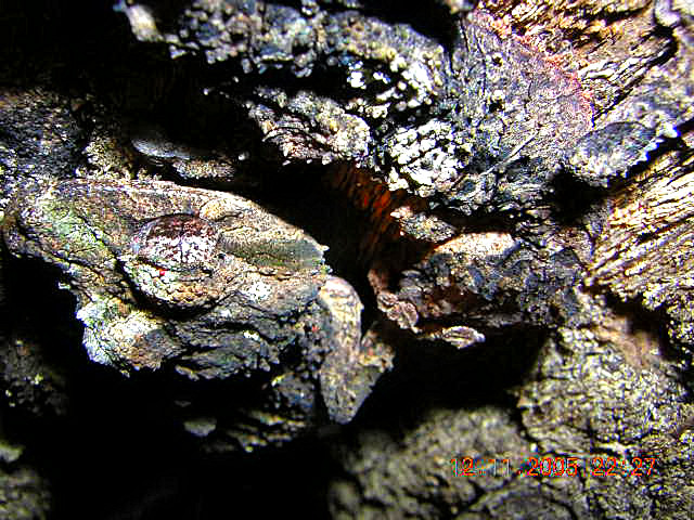 uroplatus pietschmanni