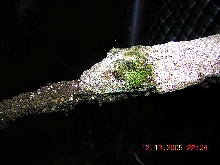 uroplatus sikorae