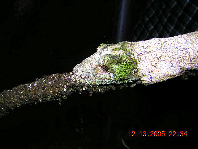 uroplatus sikorae