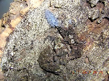 uroplatus pietschmanni