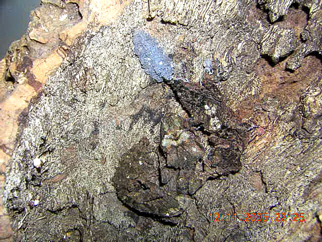 uroplatus pietschmanni