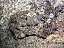uroplatus pietschmanni