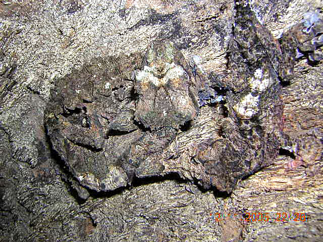 uroplatus pietschmanni