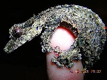 uroplatus pietschmanni