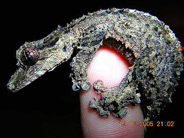 uroplatus pietschmanni