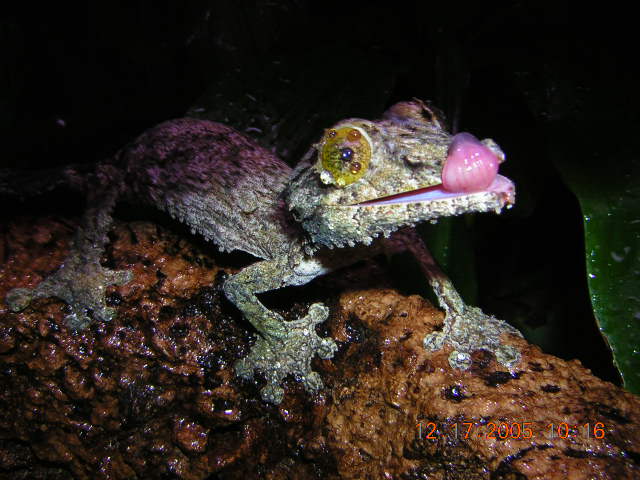uroplatus sikorae