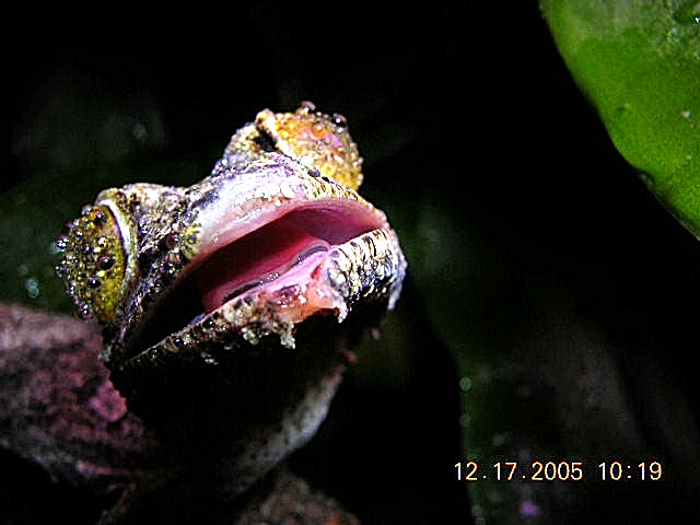 uroplatus sikorae