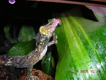 uroplatus sikorae