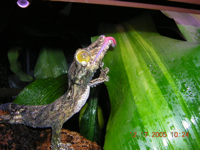 uroplatus sikorae