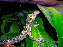uroplatus sikorae