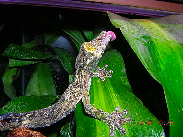 uroplatus sikorae