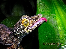 uroplatus sikorae